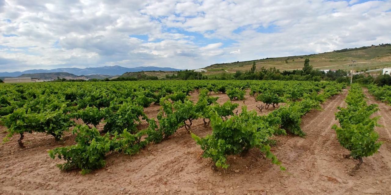 Apartamento Entrevinas En El Corazon De La Rioja Fuenmayor Exterior foto